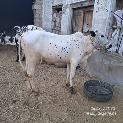 qurbani ka lia bakra or bail for sale