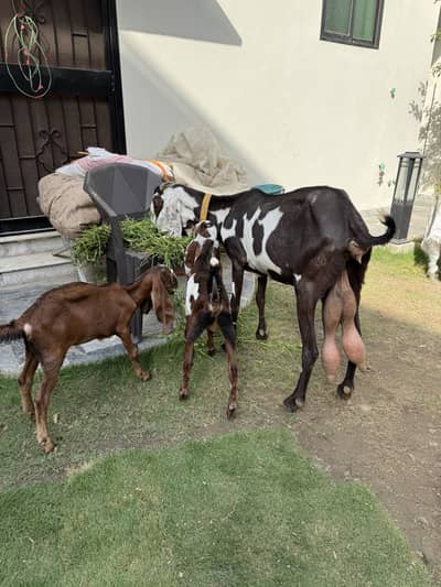 Beetal bakri male female bachon key sath