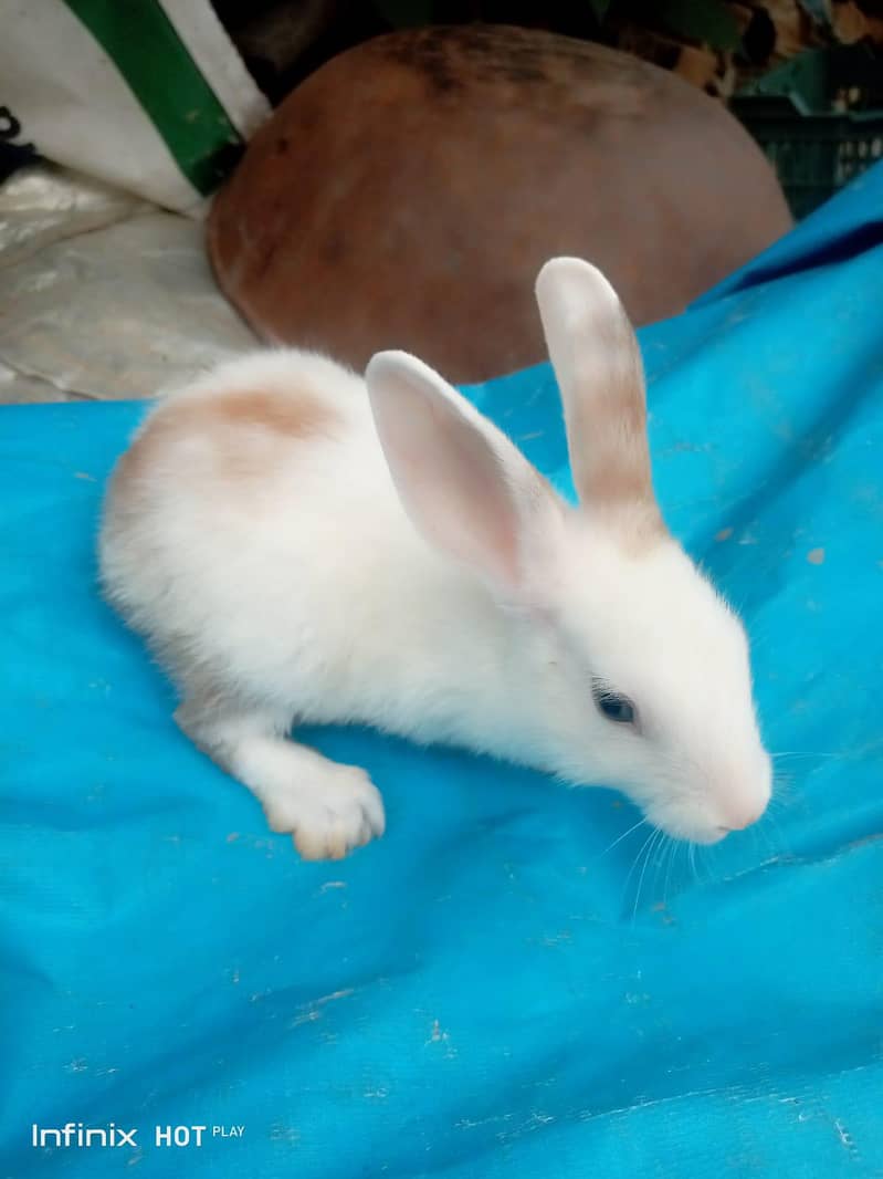 sharu 6