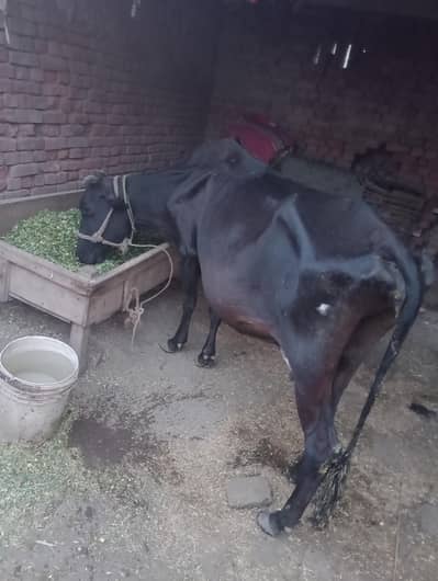 Eid ul Adha Qurbani Cow for Sale | Healthy Black Cow