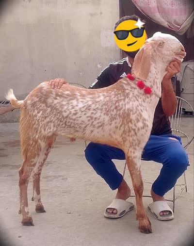 Makhi cheena breeder kheera#03274116585