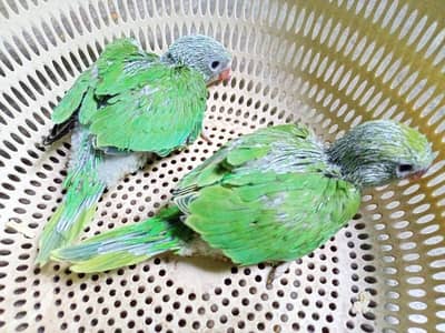 Raw Pahari and Ringneck Chicks