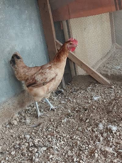 golden misri