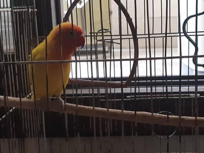 Latino lovebird male only