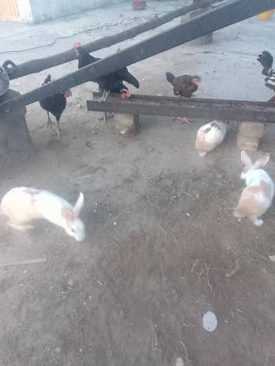 rabbit for sale