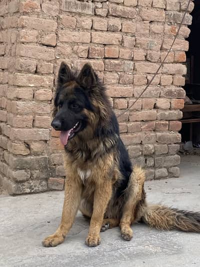 Top Quality Pedigree German Shepherd Long Coat Male (14 Months)