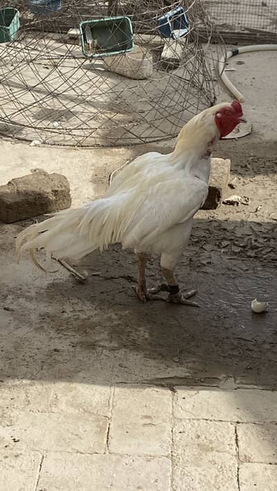 Masahallah high quality ka birds for sale ha 1 male or 2 females ha