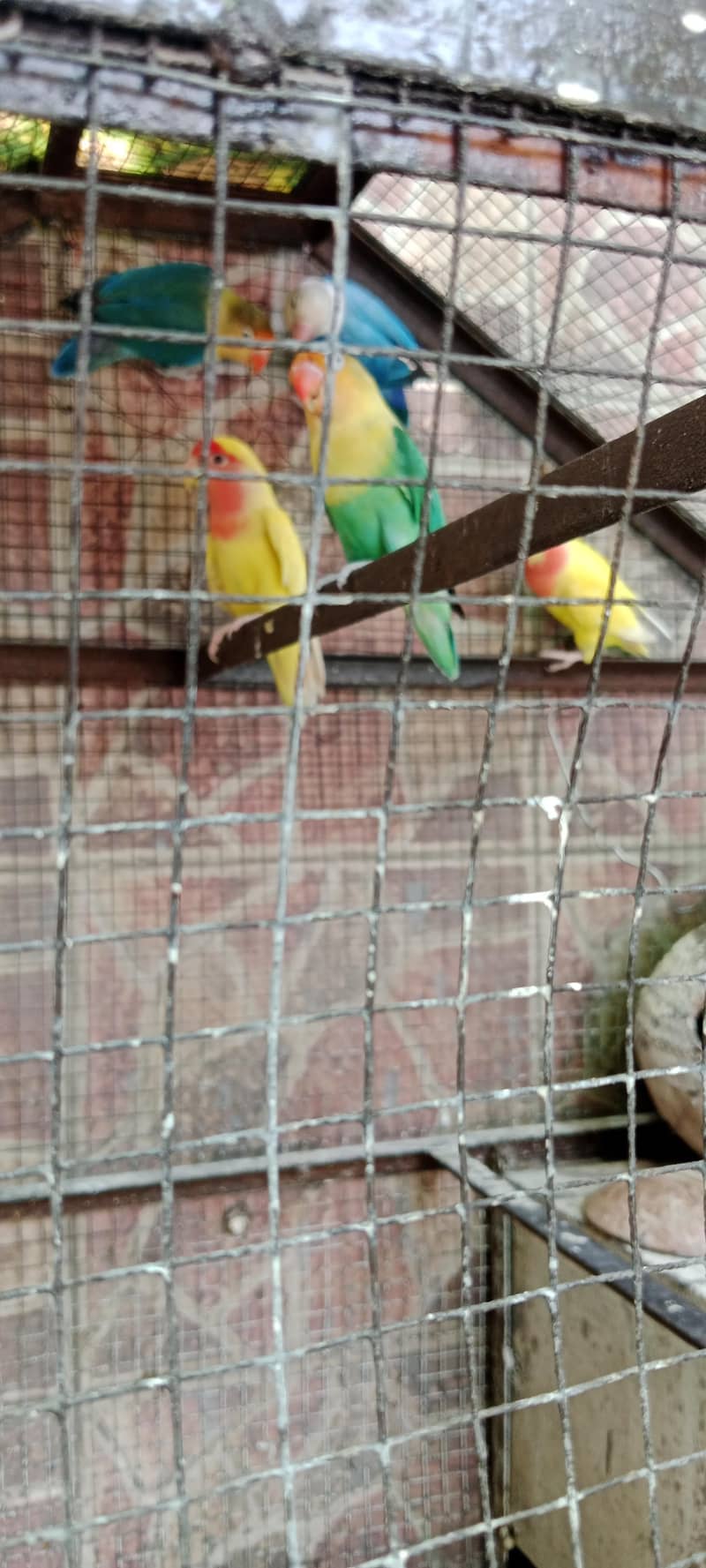 لو برڈ بریڈر پیر 3