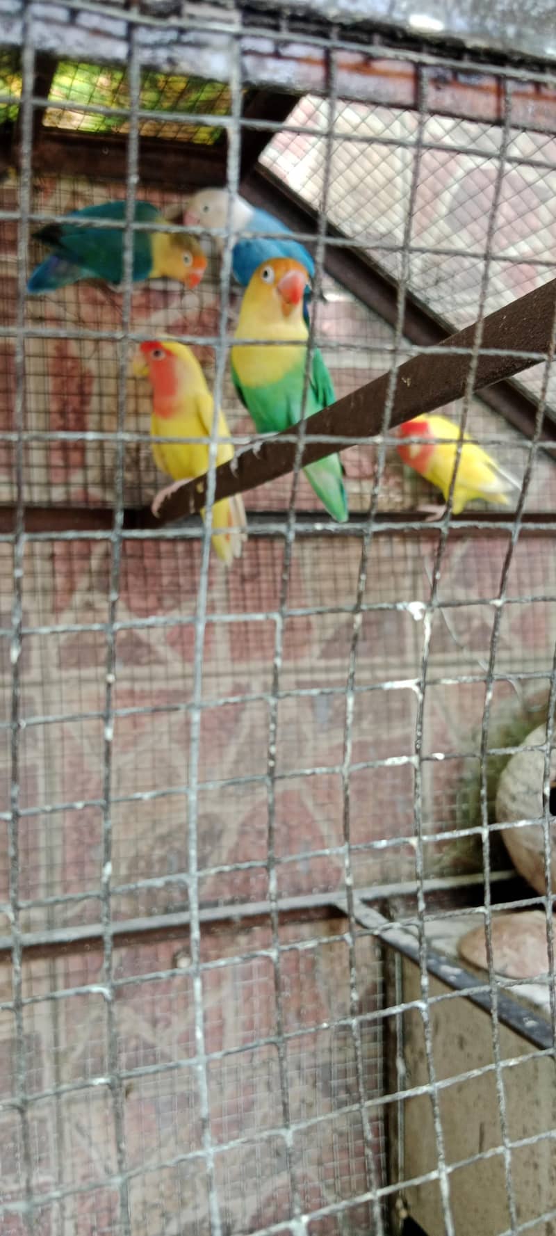 لو برڈ بریڈر پیر 4