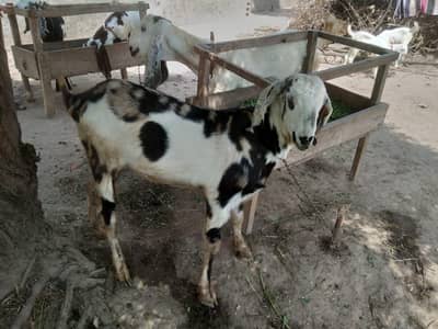 Goat for Sale