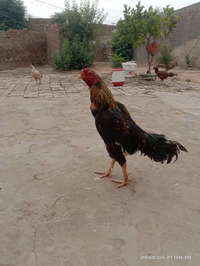 pure meianwali jawa aseel