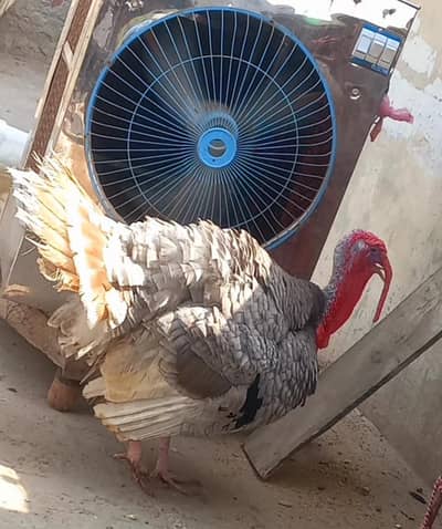 Turkey chicks