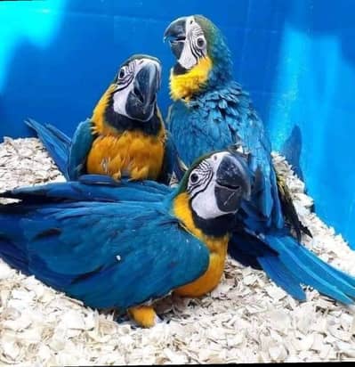 blue macaw parrot only WhatsApp 03359075409