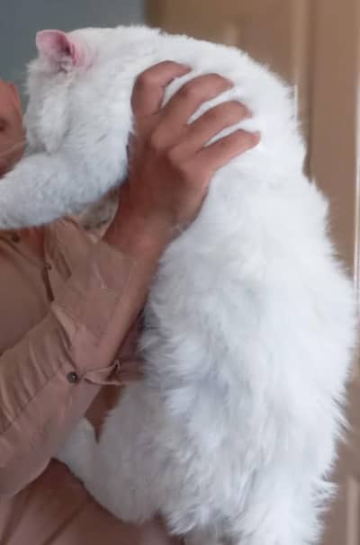 Persian cat for sale