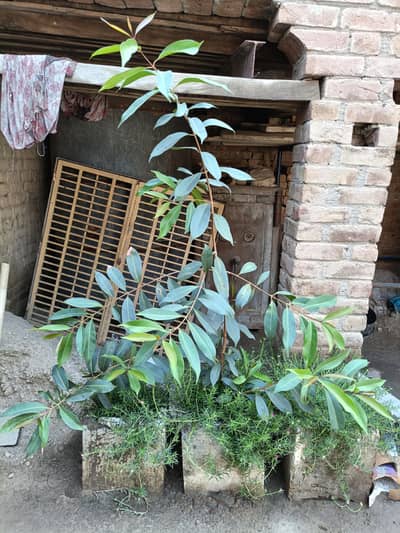 Jaman Plant Free