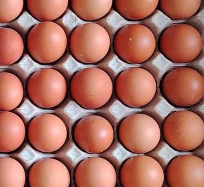 organic brown eggs sale