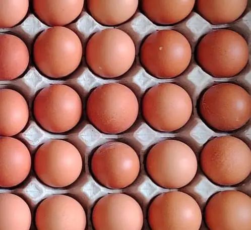 organic brown eggs sale