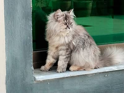 Triple Coated Persian Cats