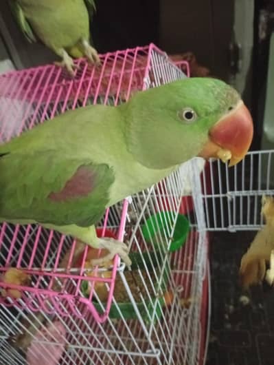 parrot