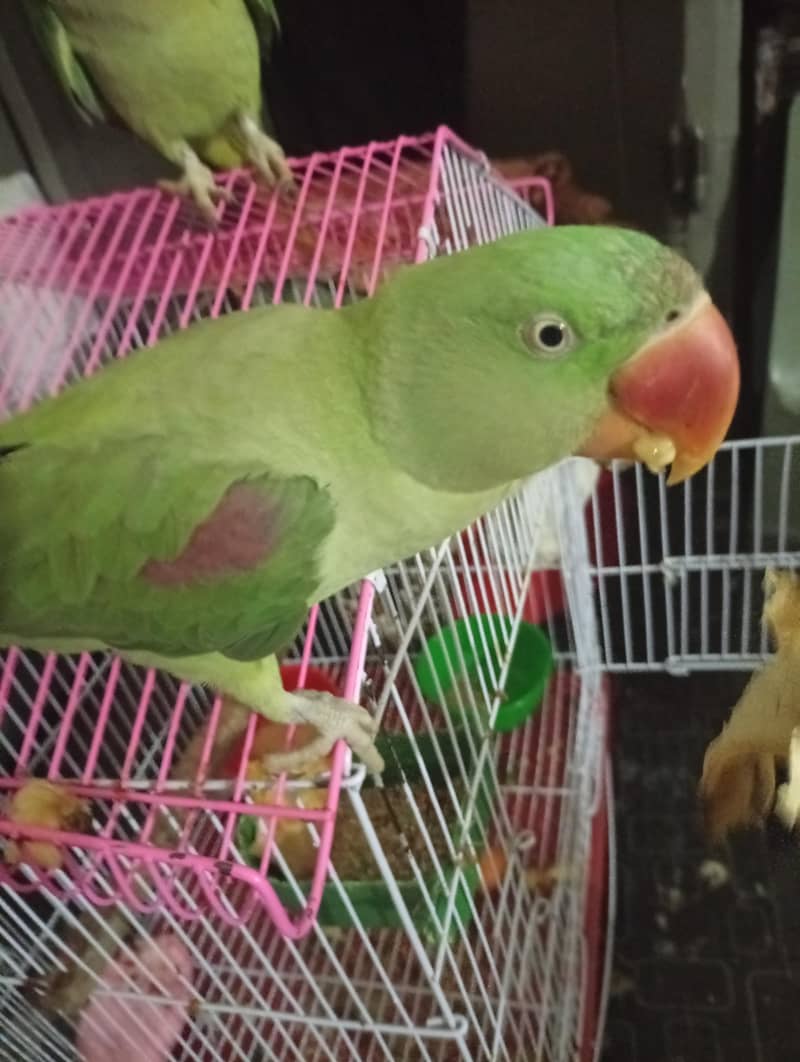 parrot 0