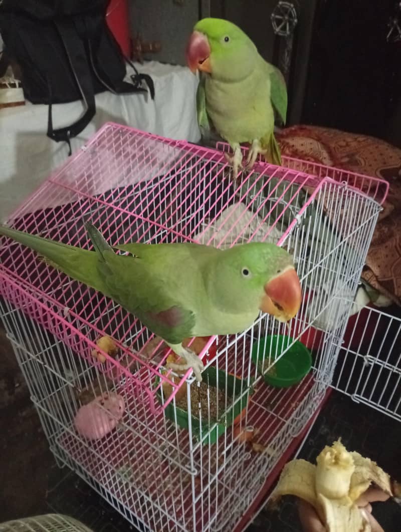 parrot 1
