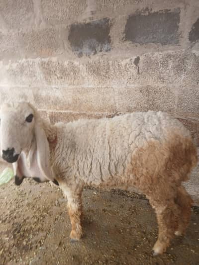 2 dant dumba 80 plus weight turkesh