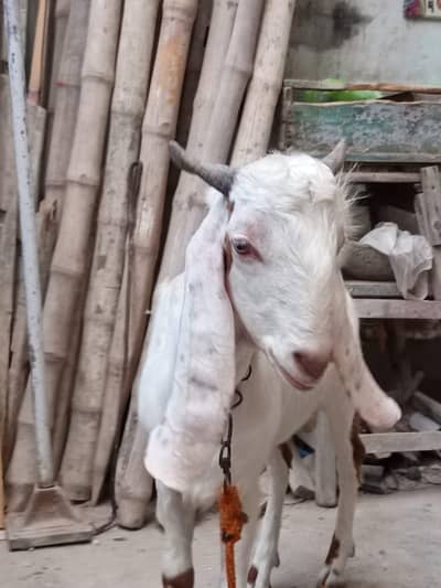 Bakra for sale