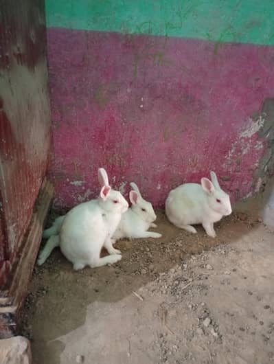 White Red Eyes Rabbits وائٹ ریڈ آئیز نیوزی لینڈ مکسڈ بریڈ خرگوش