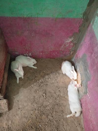White Red Eyes Breeder Rabbits /وائٹ ریڈ آئیز  بریڈر خرگوش