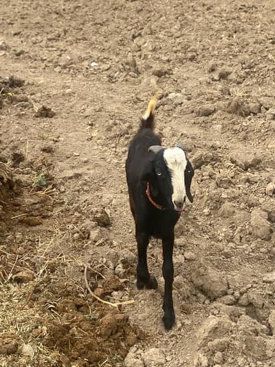 Donda Bakra Tedi Nasall Bakra Weight 25kg
