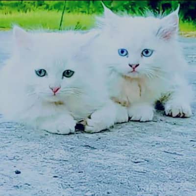 Persian catper