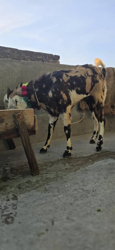 qurbani k bakry 4 sale