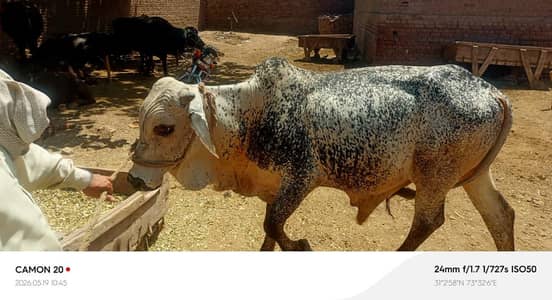 Male Cow for Qurbani ,3years. black and white. 7man