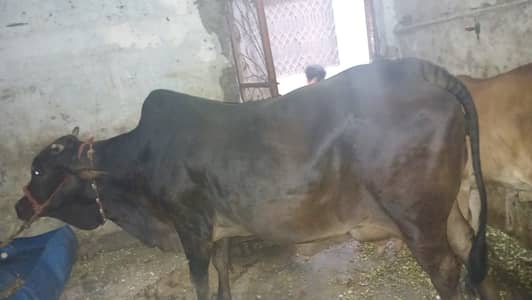 1month bachra and cow