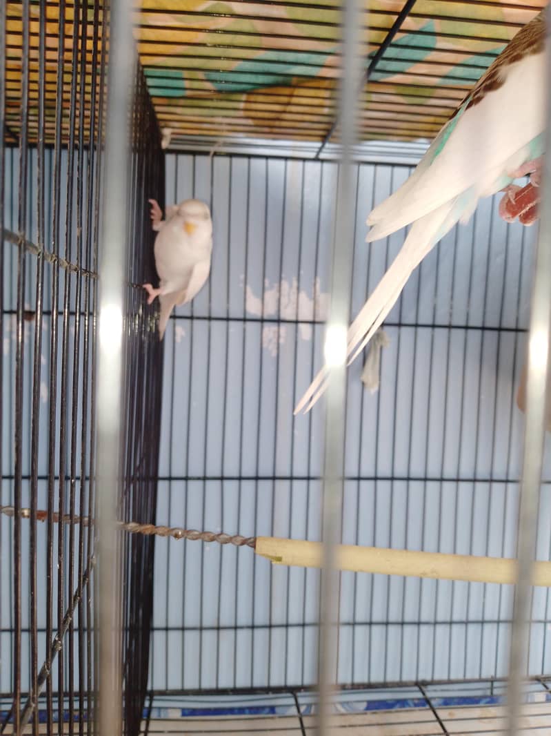 Parrots 1