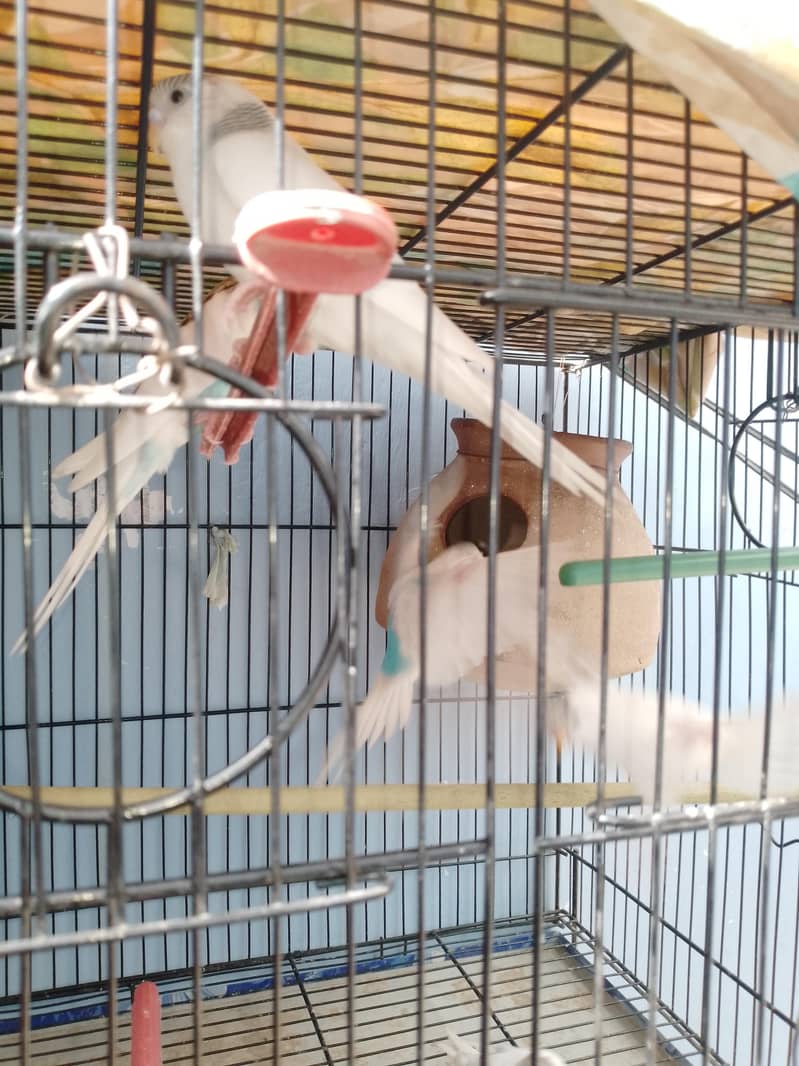 Parrots 2
