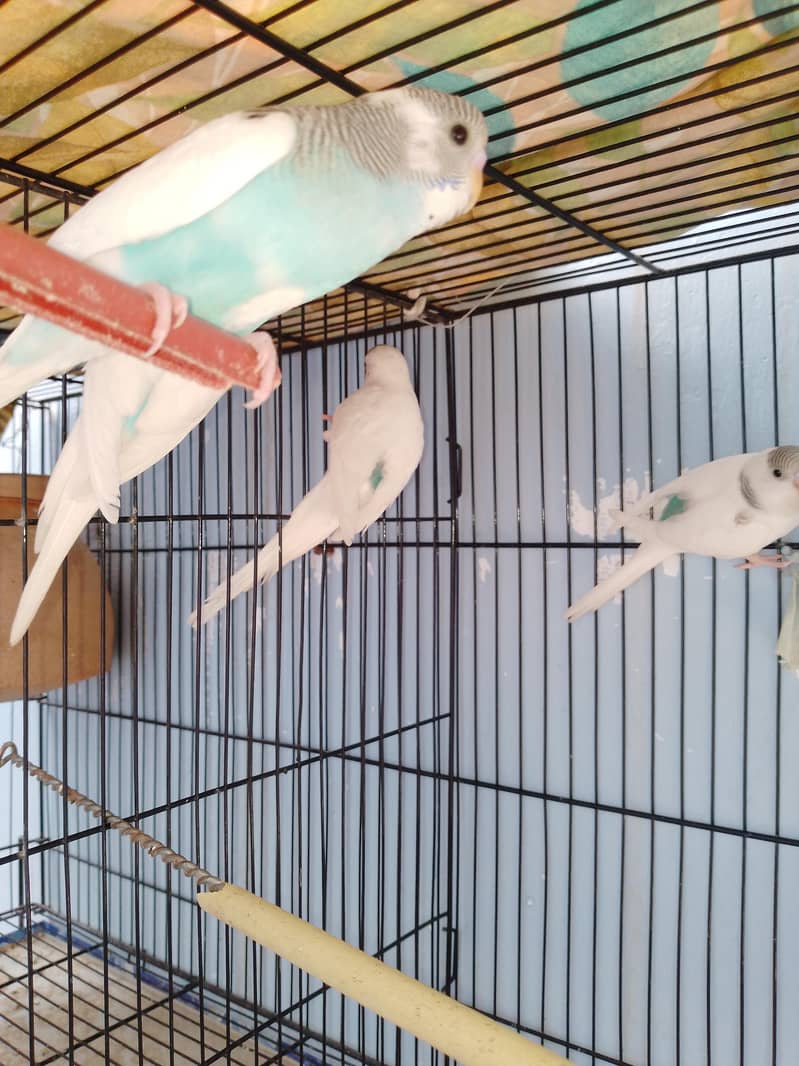 Parrots 3