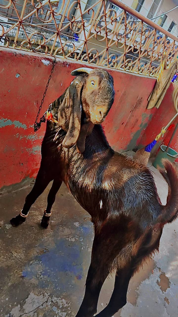 Bakra 3