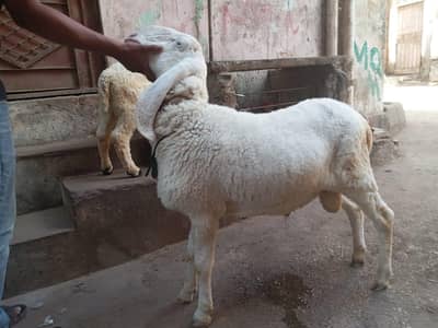Sheep