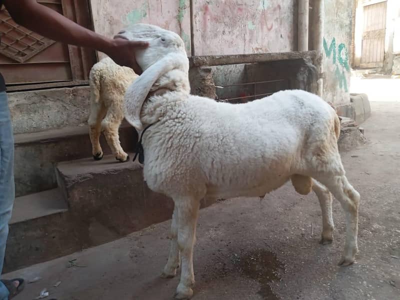 Sheep 0