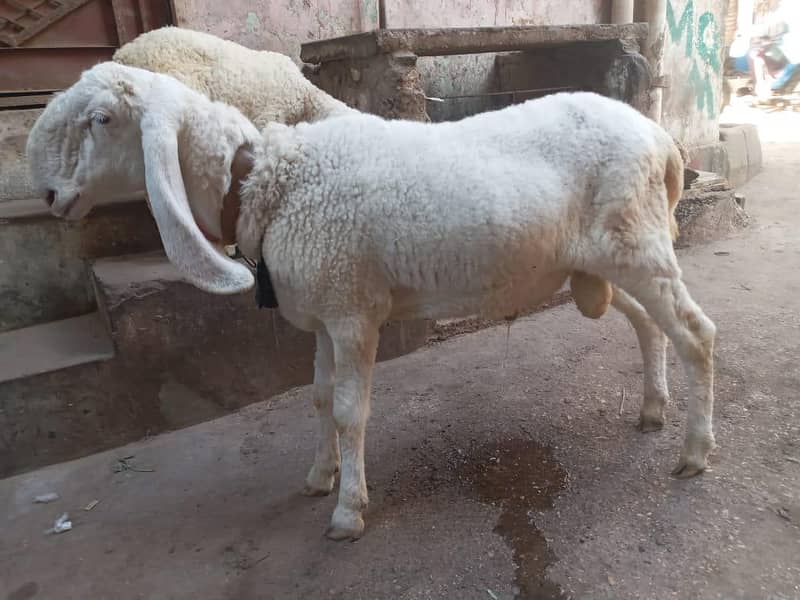 Sheep 1