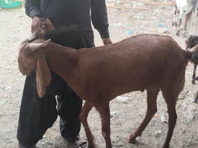 All goats are available for sale . .