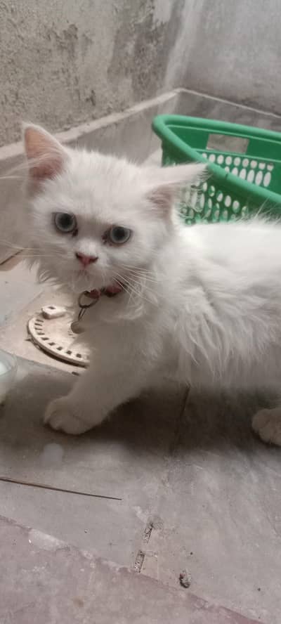 Parisian cat male and female vaccination hoi h