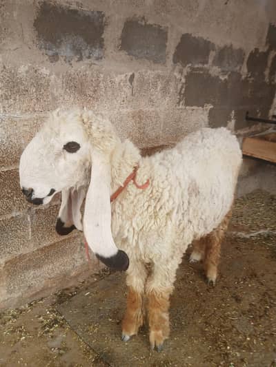 2 dant dumba 80 plus weight turkish