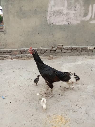 bengum aseel chickss