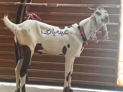 Khubsurat  Qurbani ka liya bakra