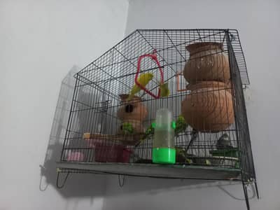 Australian parrots budgie