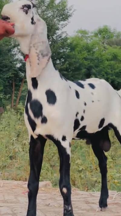 2 Dant Qurbani ke liye for sale _+ 03134947622