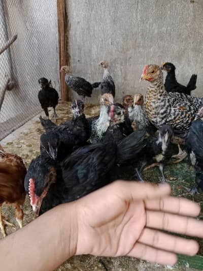 Australorp male chozay