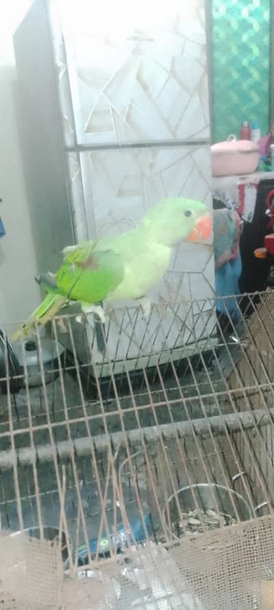 Raw self chick home bread  no bite best age for learn